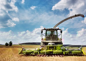 harvesting wheat in fields
